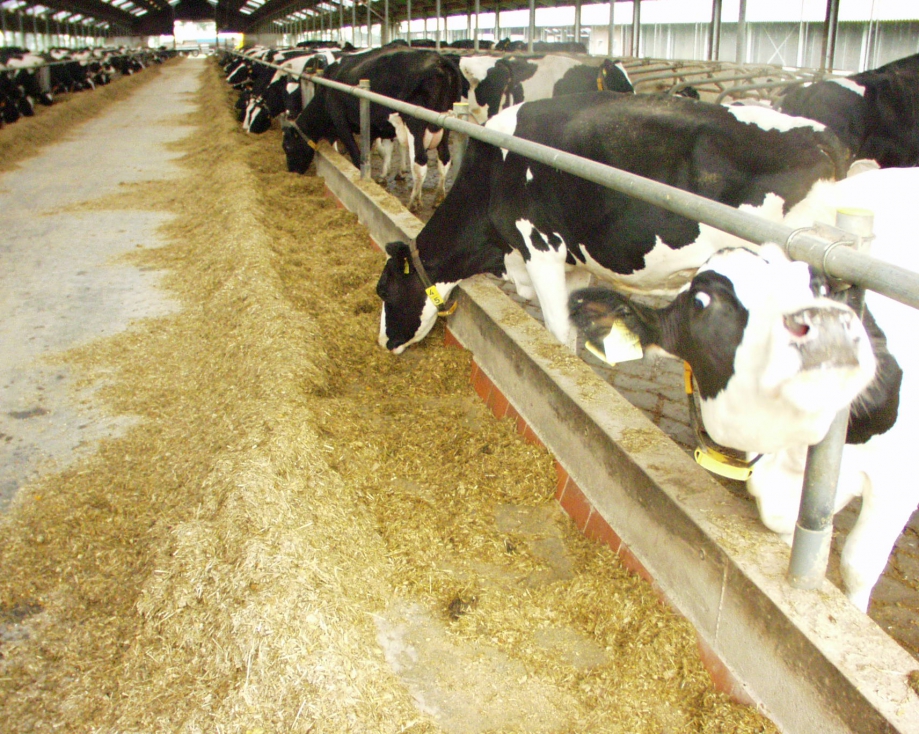 Los sectores de vacuno de leche y de carne representan el 42% y 28% de las resoluciones aprobadas, respectivamente