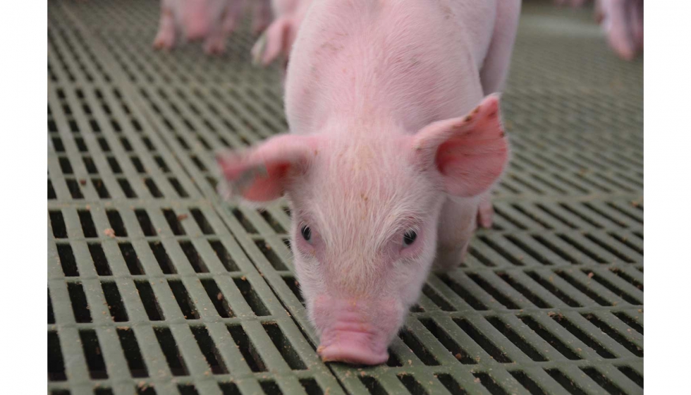 El sector del ganado porcino se ha puesto el objetivo de reducir el consumo de colistina. Foto: Cresa