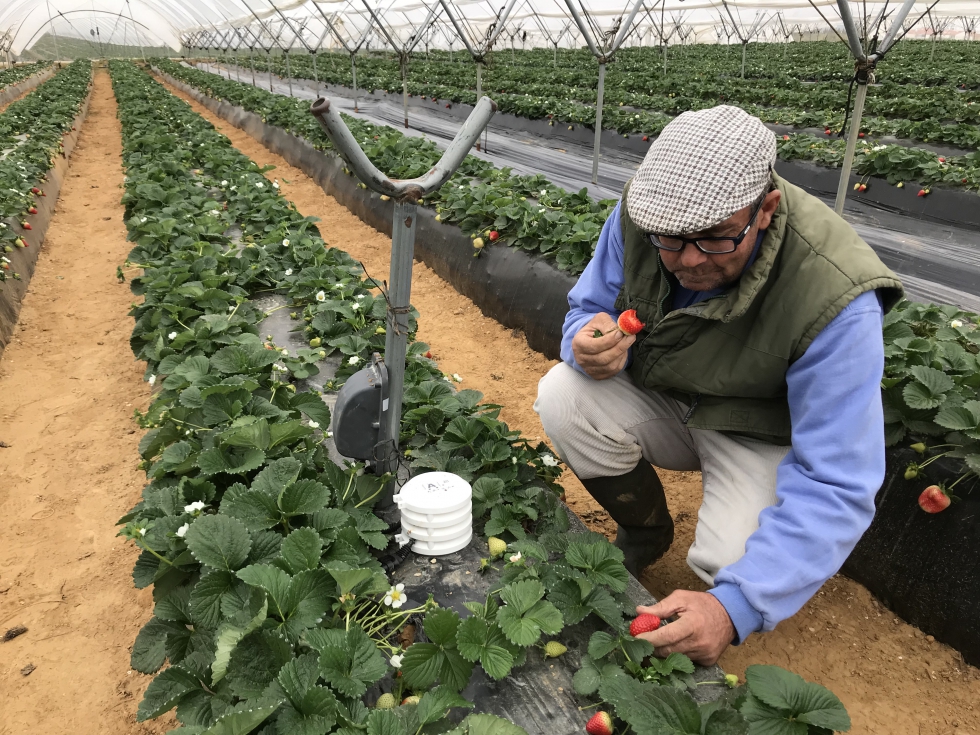 Manuel Romero, un agricultor innovador pionero en Espaa en el uso de Field Monitoring