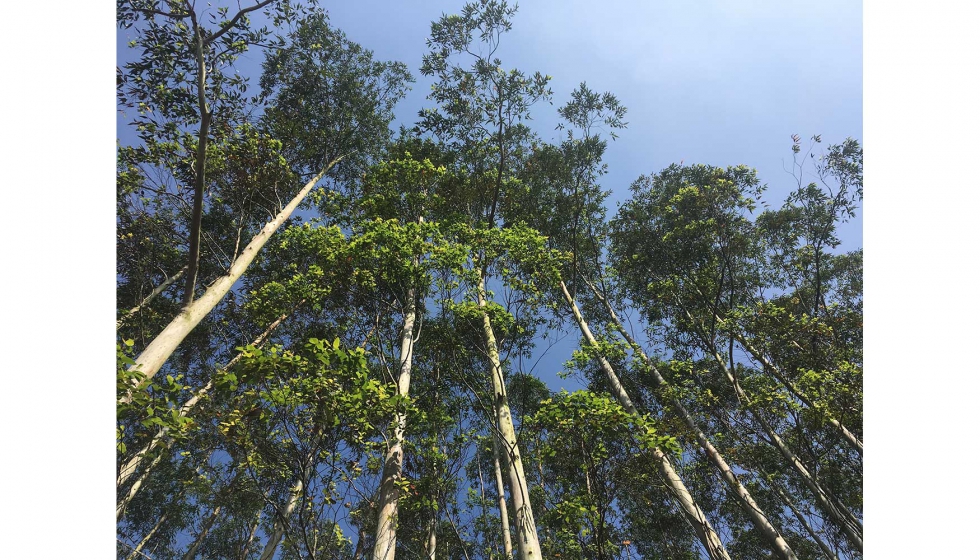 La pulpa de eucaliptus permite fabricar un papel de buena calidad