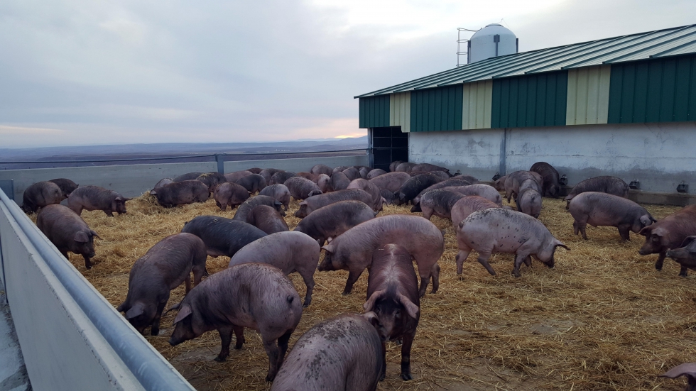 Una de las granjas de cerdo locales de la que se captan los purines