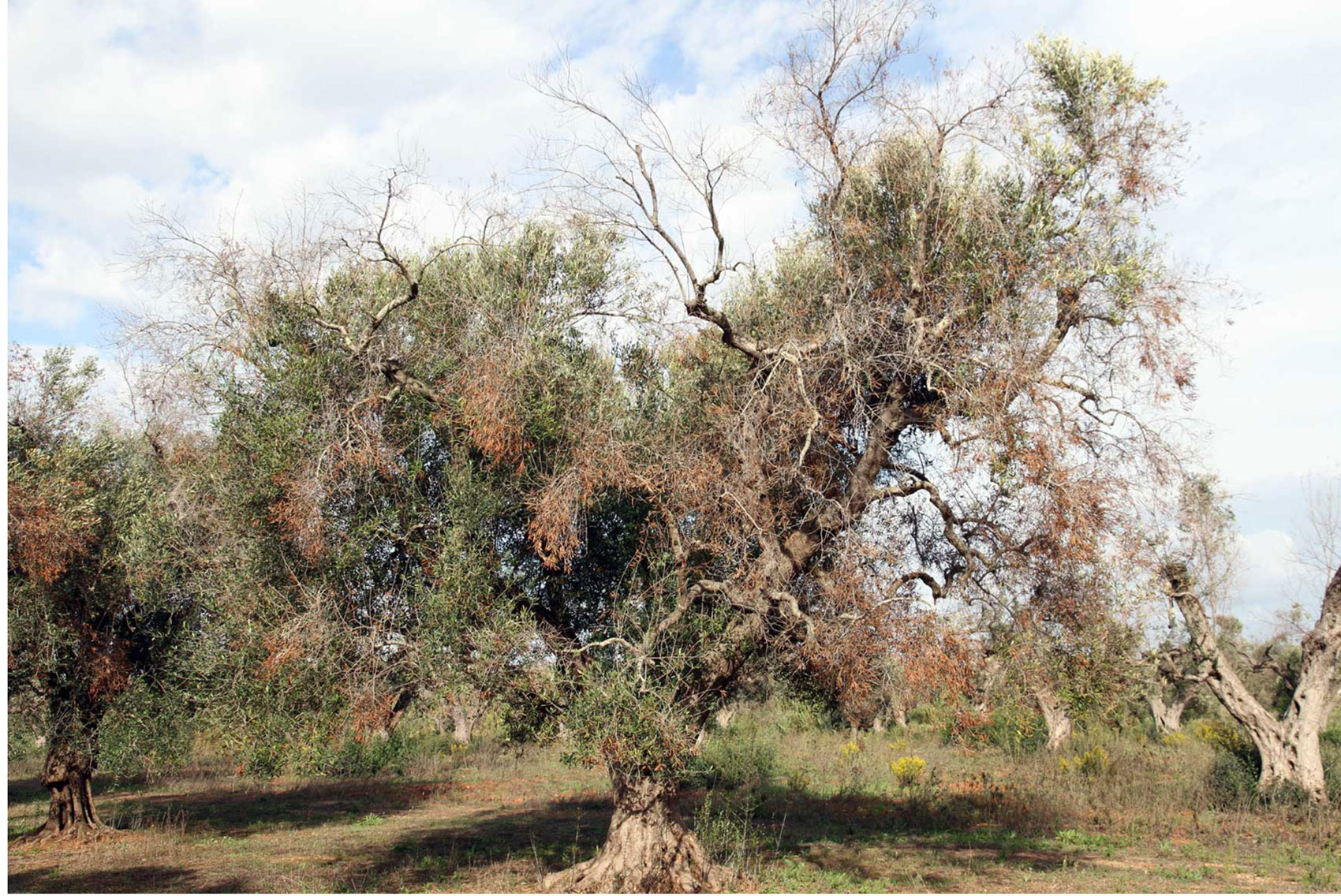 Figura 5. Sntomas de Xylella fastidiosa en olivos severamente afectados (Fuente: Juan A. Navas Corts)