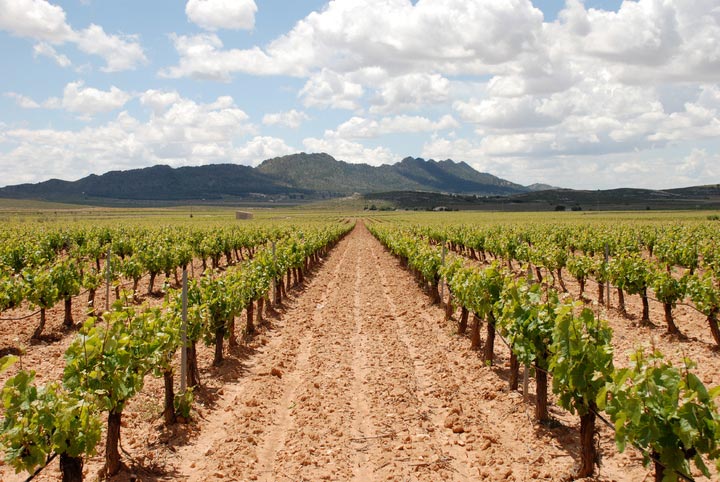 Por pases, Estados Unidos ocupa el primer lugar en importaciones de vinos procedentes de la Regin, con el 16% del total durante este periodo...