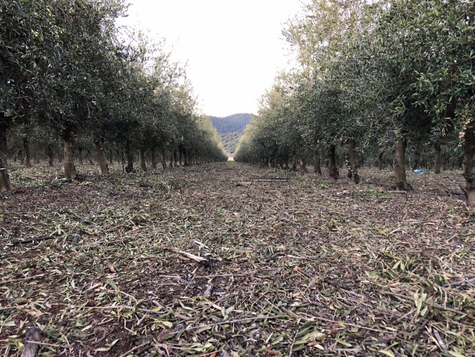 Segn el catedrtico, un 45% de la madera que se incorpora en el suelo procedente de los residuos de poda es carbono...