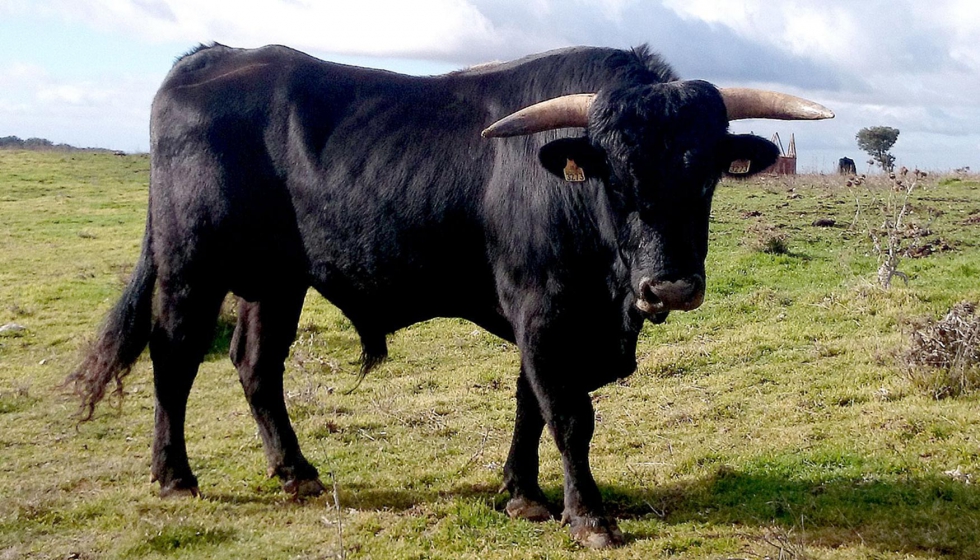 Esta raza autctona se encuentra distribuida por las provincias de Burgos, Segovia y Soria, siendo 348 animales los inscritos en el libro genealgico...