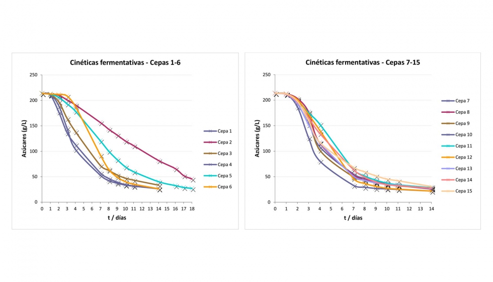 Figuras 2A y 2B. Cinticas fermentativas de las cepas de levadura usadas