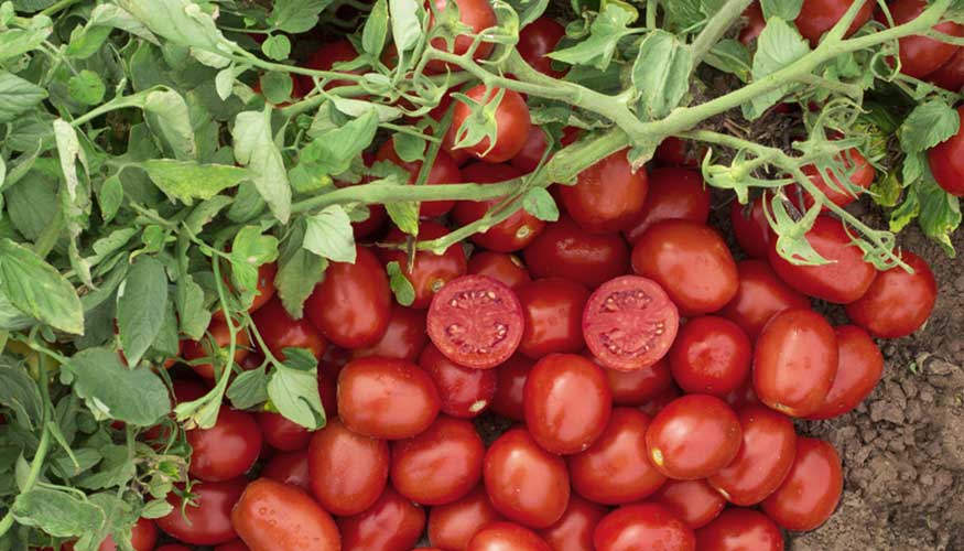 Foto de Bayer mejora la rentabilidad del tomate de industria con N6416, variedad precoz, muy productiva y con elevado Brix