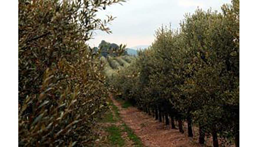 Campo de olivos de la Masa Can Creixell