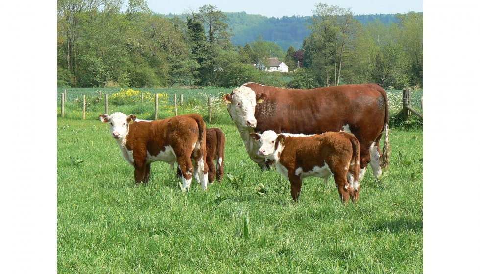 Las exportaciones de carnes rojas del Reino Unido superaron la cifra de 1.200 millones de libras en 2017