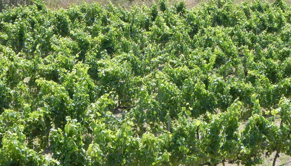 Una de las variedades de uva con las que trabaja Alta Alella es la Pansa Blanca (Xarello)