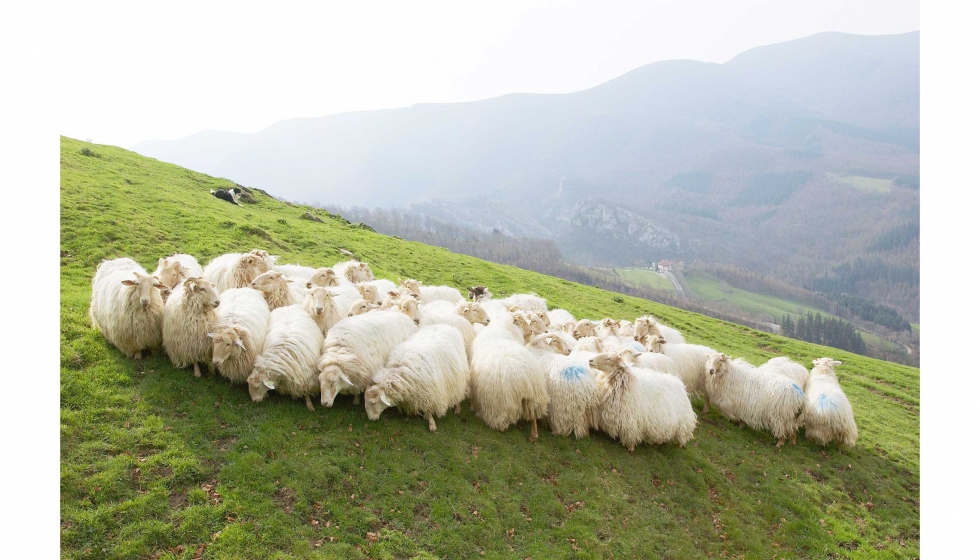La supervivencia de las razas autctonas de ovino lechero del Pirineo est amenazada por la presencia de otras razas con sistemas de produccin ms...