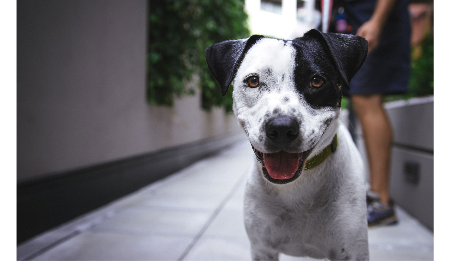 Una buena gestin energtica ayudar a satisfacer al paciente (nuestras mascotas). Fotografa de Justin Veenema de Unsplash...