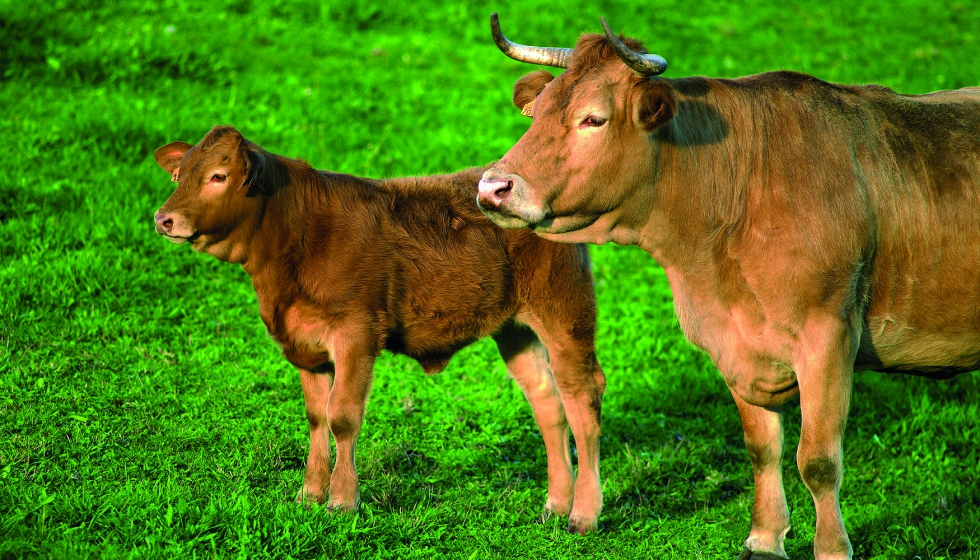 Las dos IGPs comparten valores y experiencia