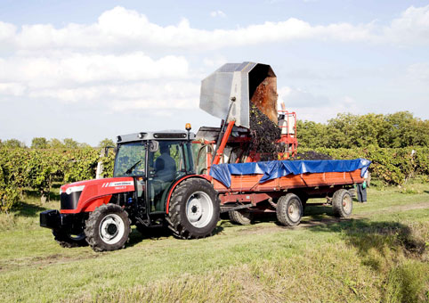 Nuevo tractor MF 3655 F, diseado para viedos amplios y huertos frutales