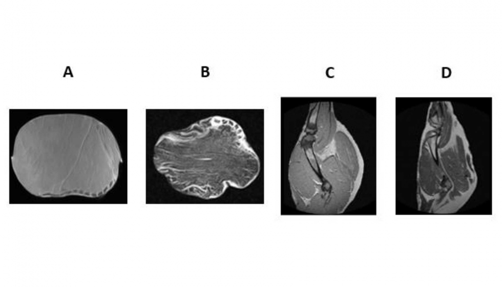 Figura 2. Imgenes MRI de lomos frescos (A) y curados (B) y jamones frescos (C) y curados (D)