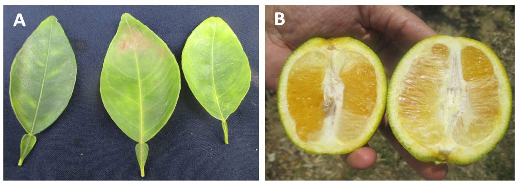 Foto 1.- Sntomas de la enfermedad del HLB en hojas (A) y frutos (B)
