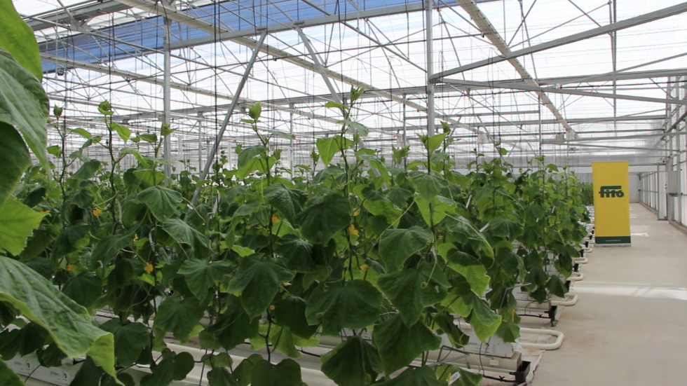 Vista del invernadero para plantas resistentes