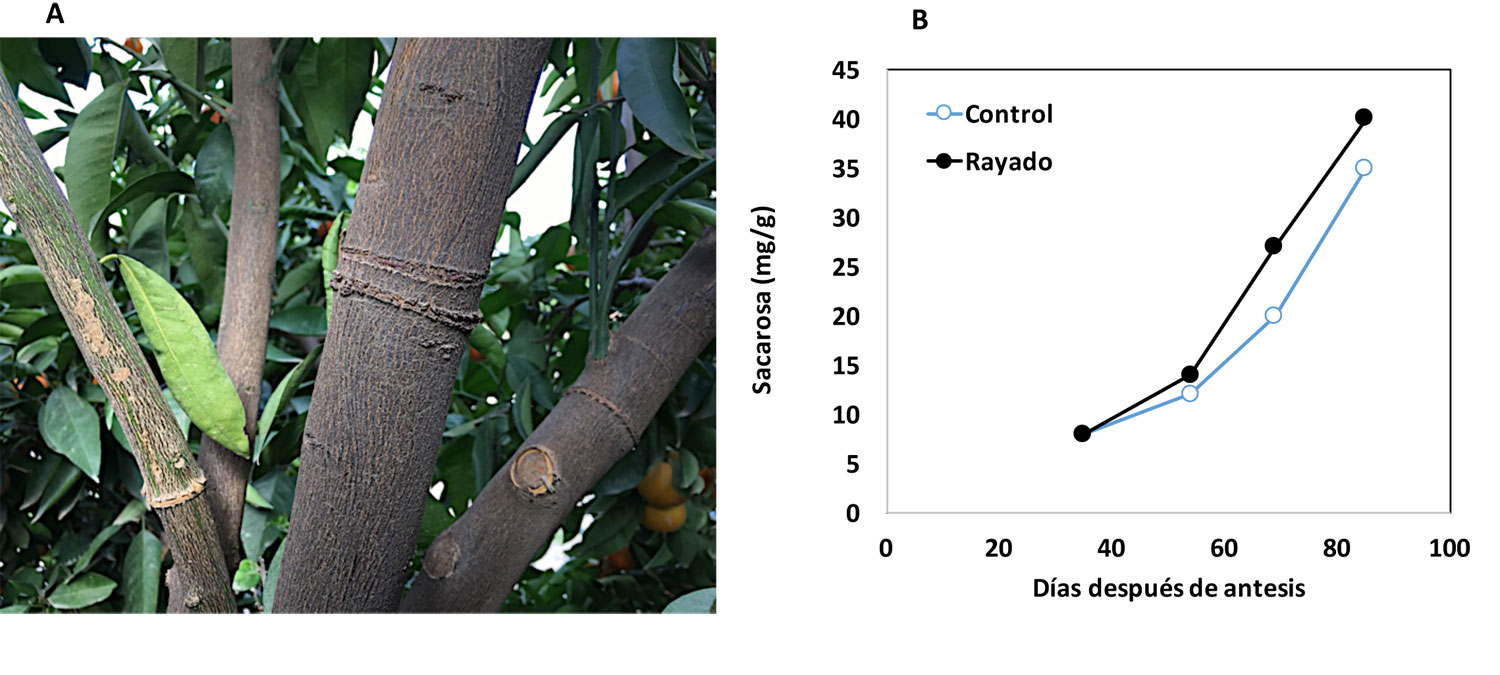 Figura 3. El rayado de ramas (A) es una tcnica que incrementa el cuajado de los frutos ctricos...