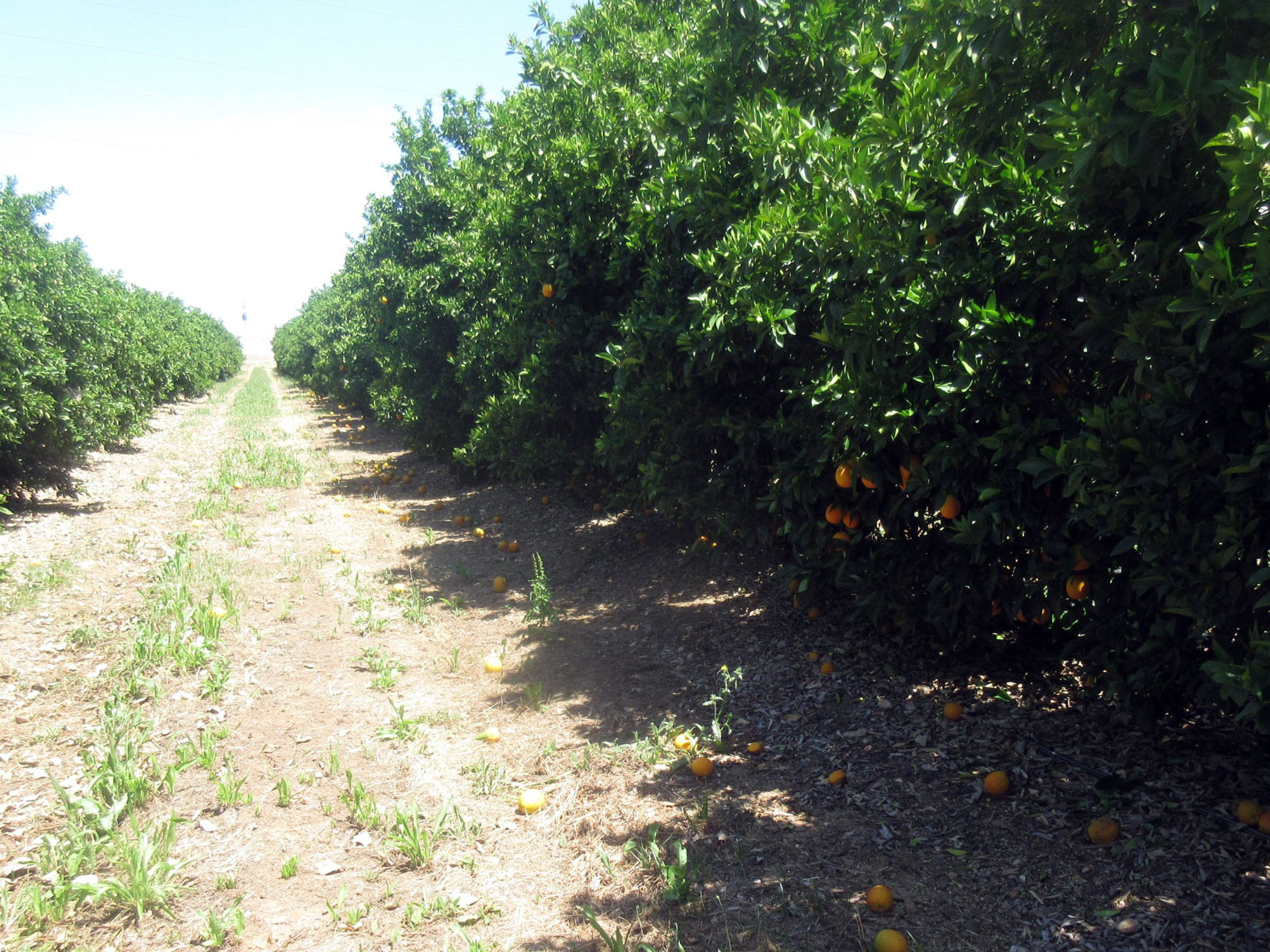 Figura 4. Plantacin de naranja cosechada con sistemas sacudidores de copa laterales