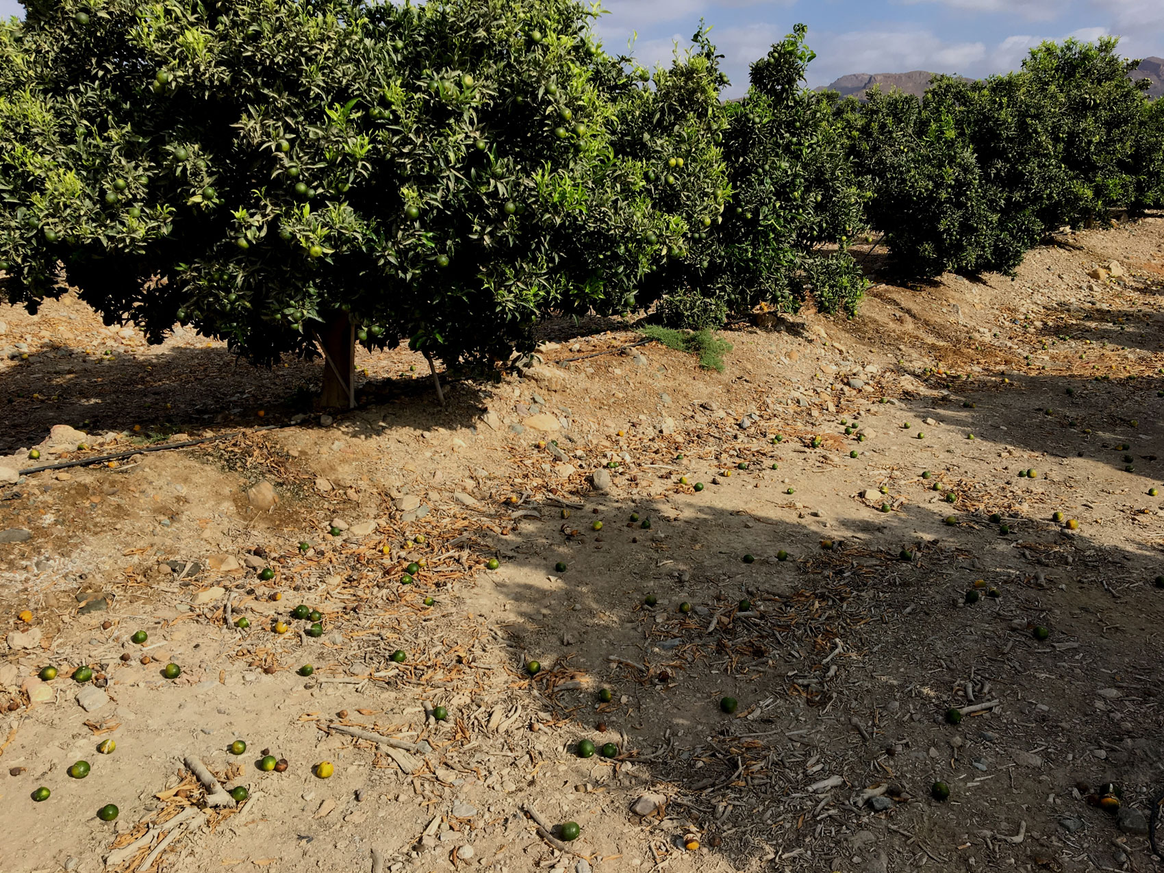 Plantacin de mandarina tras aclareo manual