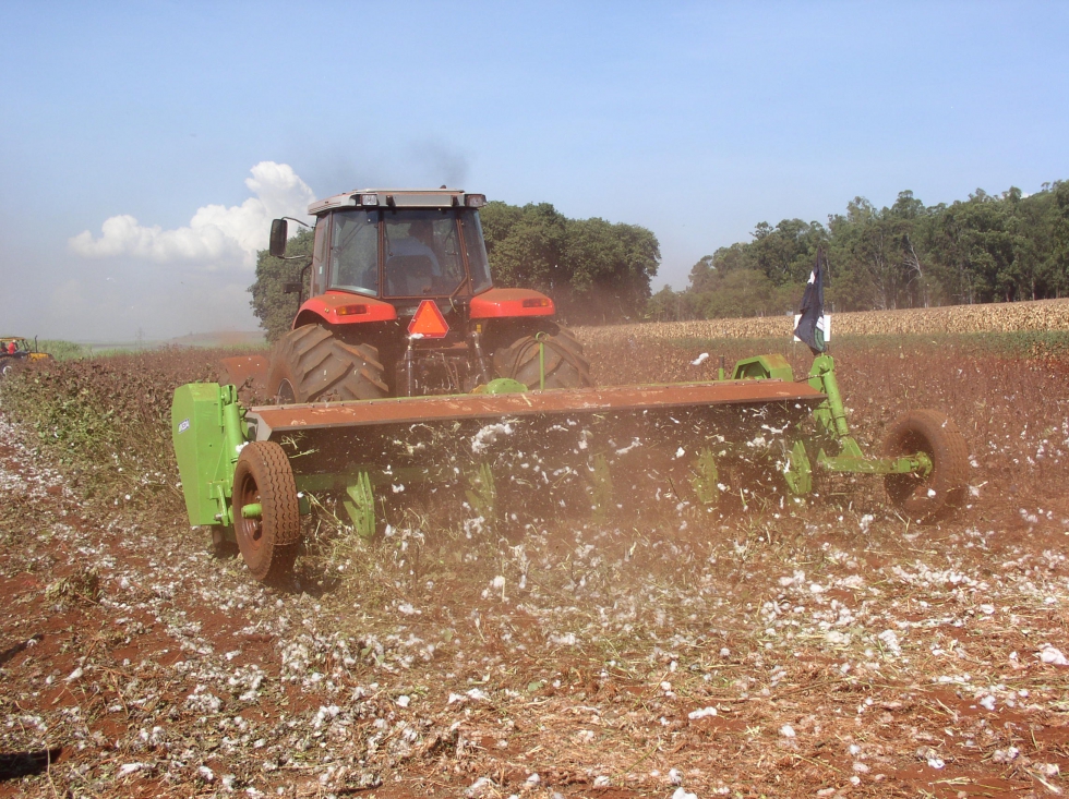 El cultivo del algodn puede contar con ayudas especficas