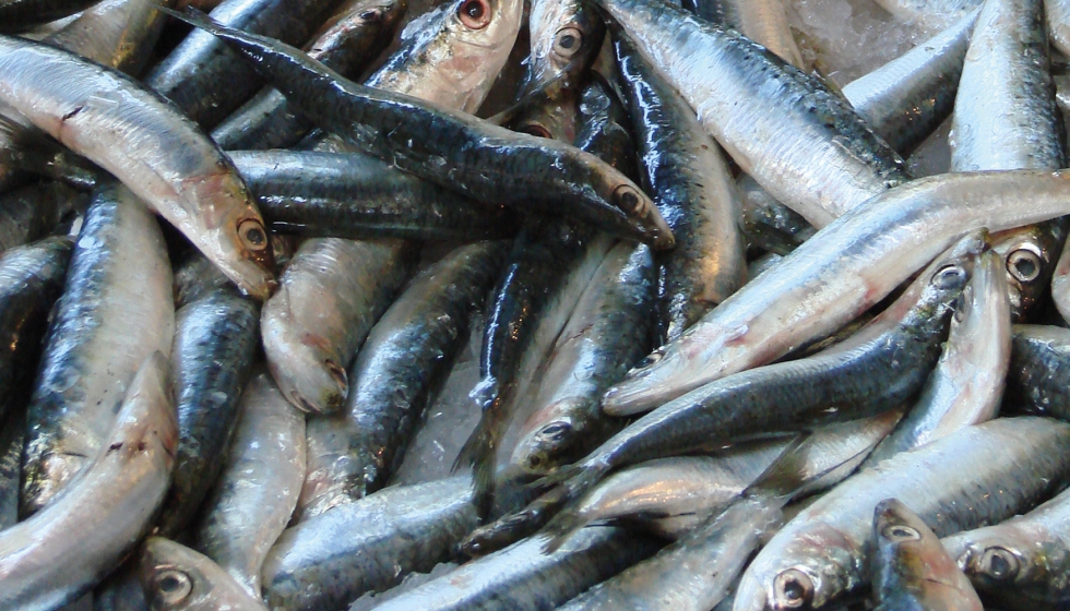 La sardina fue una de las especies ms exportadas en 2017