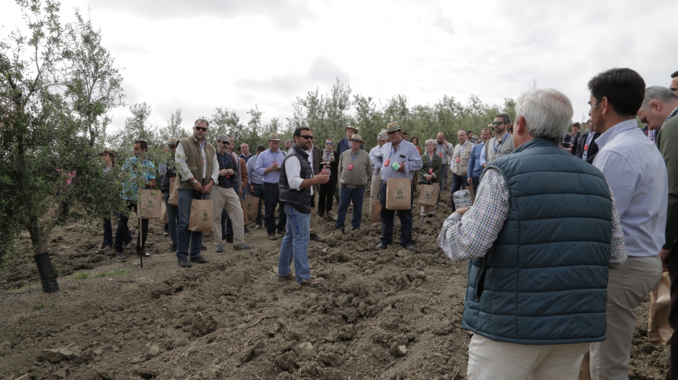 Explicaciones a pie de campo en la finca 'El Camarero' a cargo de Felipe Oliva, director tcnico de Todolivo