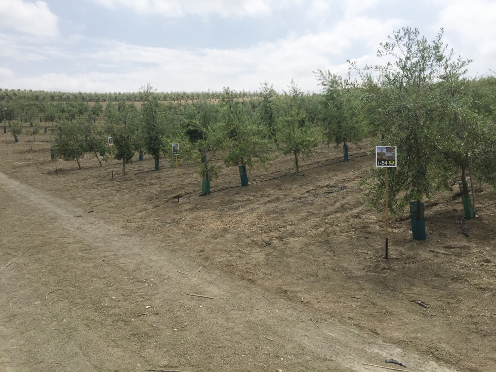 Diseo experimental del Programa de Mejora Gentica de Todolivo en la finca 'La Mata' con 8 bloques distribuidos al azar y 16 repeticiones...