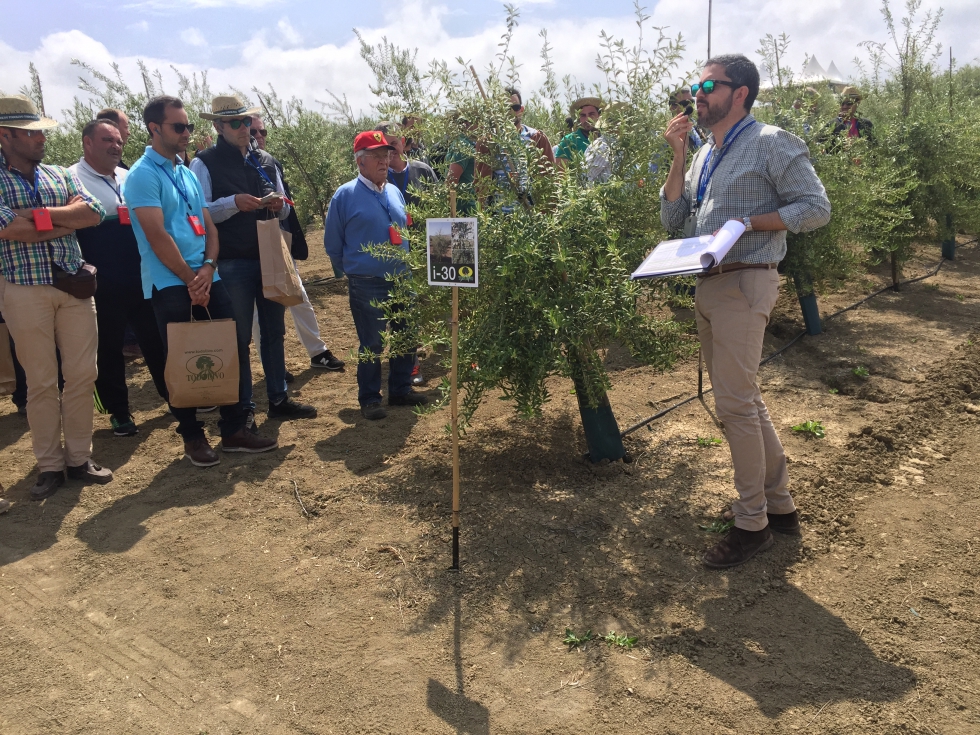 Explicaciones sobre el genotipo I-30 en la finca 'La Mata', a cargo de Manuel Cera, director comercial de Todolivo...