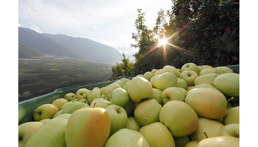 Manzanas Val Venosta estar presente en los mercados hasta principios del verano, principalmente con las variedades Golden y Redchief...