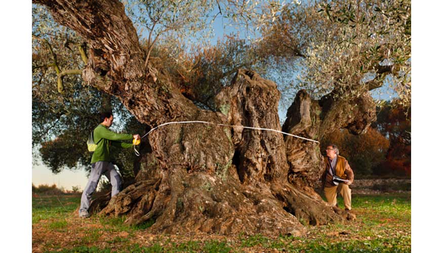 Olivo de Sinfo de la variedad Farga injertada en acebuche, situado en Traiguera (Castelln)