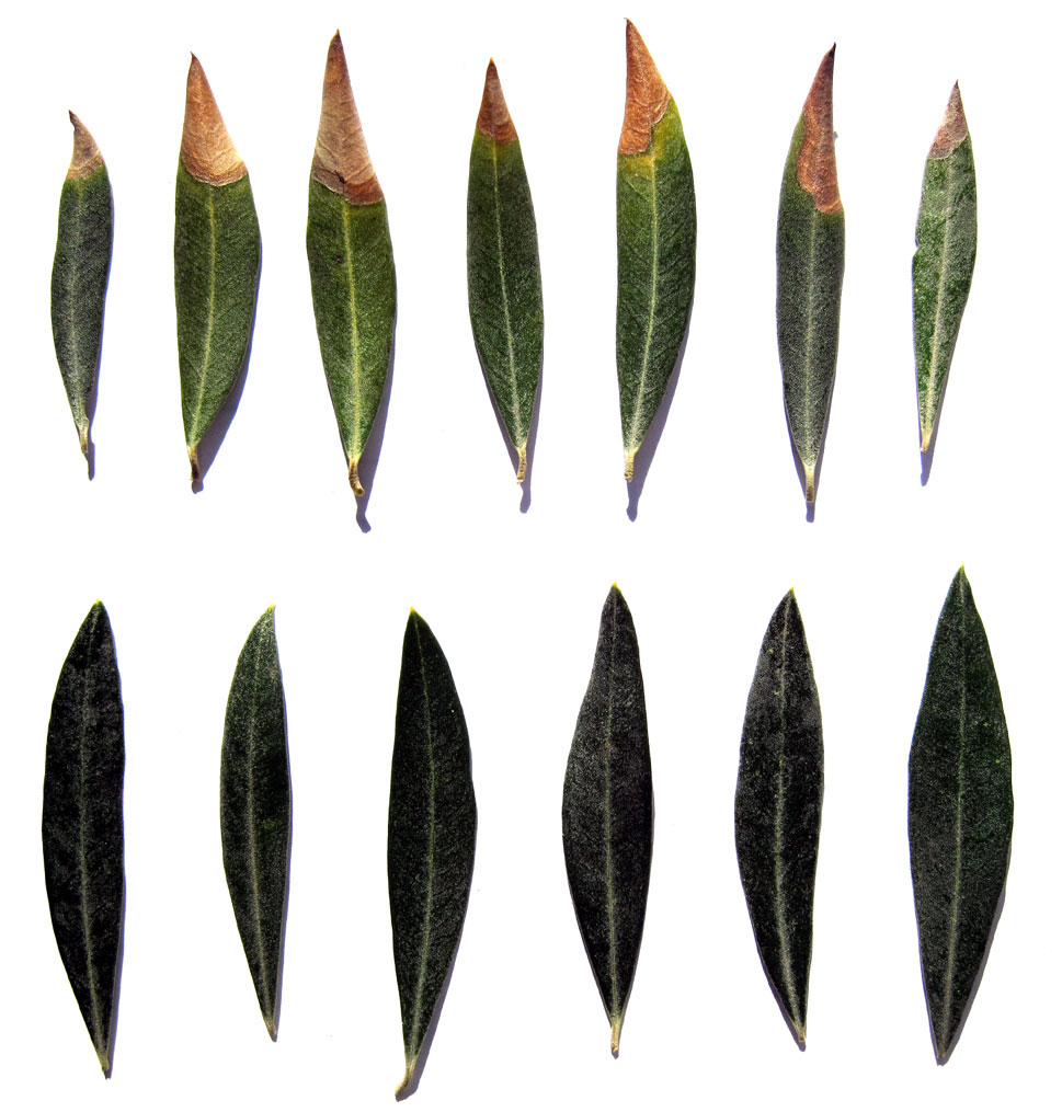 Sintomatologa en hoja de olivo de la deficiencia en potasio. Arriba hojas con zonas necrticas (con deficiencia en K)...