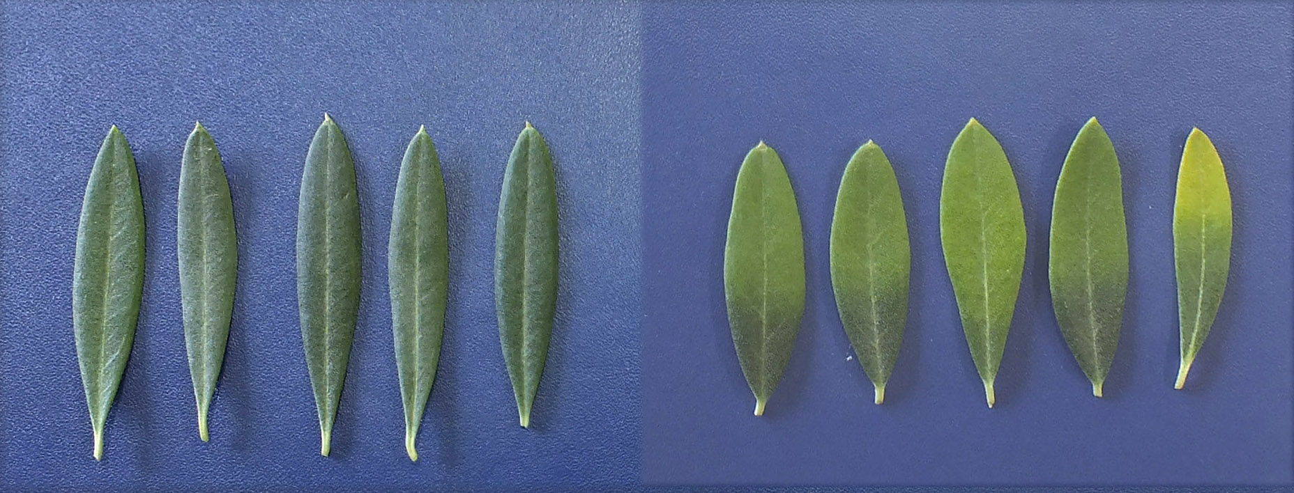 Sintomatologa en hoja de olivo con deficiencia en Ca. Derecha hojas con deficiencia en Ca. Izquierda hojas de olivos testigo (sin deficiencia)...