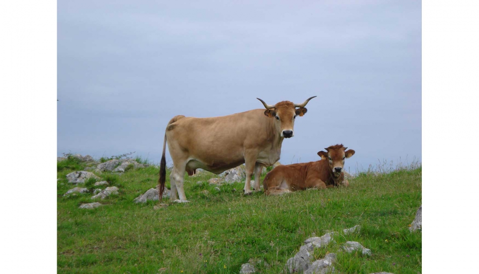 La raza Asturiana de la Montaa cumple la funcin de conservar el medio natural, la biodiversidad y el paisaje
