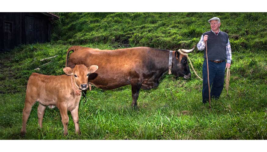Los ganaderos asturianos son los ms concienciados en la importancia del bienestar de sus terneros