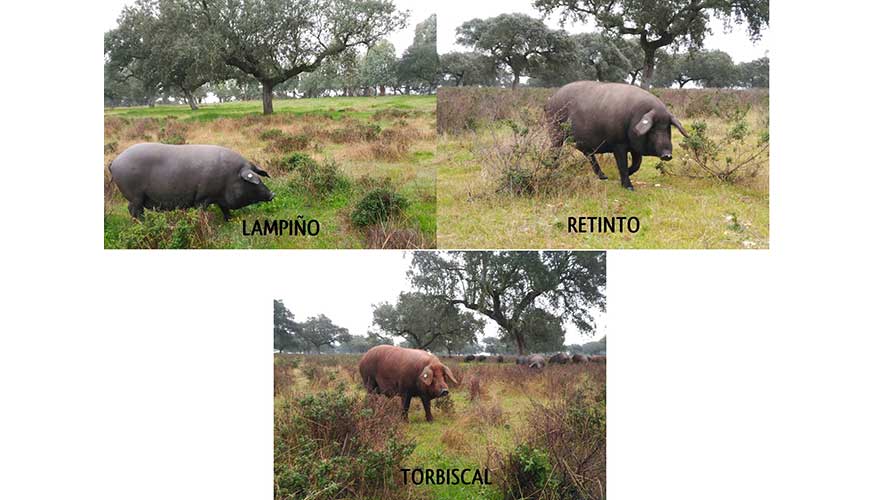 Durante el proyecto se est trabajando con las razas Retinto, Torbiscal y Lampio