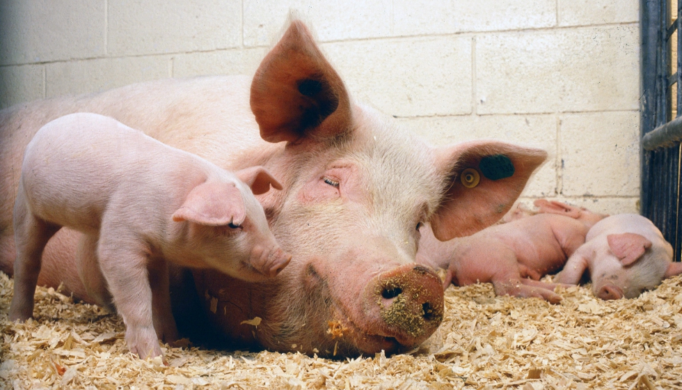 El sector porcino espaol ha experimentado en las ltimas dcadas un importante proceso de transformacin basado en la innovacin...