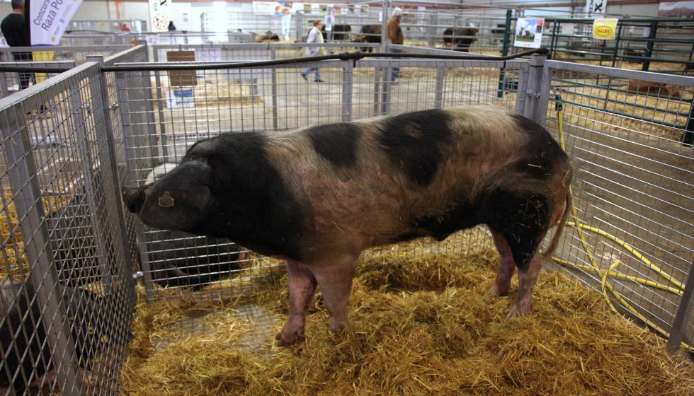 Vencedor del II Concurso Morfolgico del Porco Celta: cerdo de Carmen Novo Tua, de Outes (A Corua)