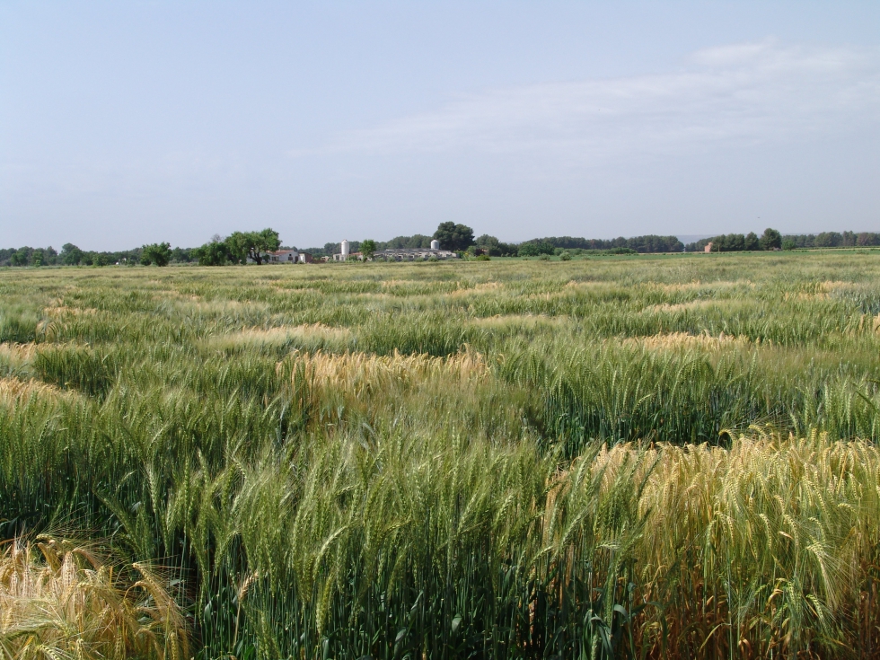 El trigo duro es uno de los cereales de referencia en el arco mediterrneo