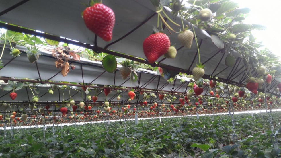 Los frutos rojos reciben la cantidad necesaria de agua con estas novedosas soluciones