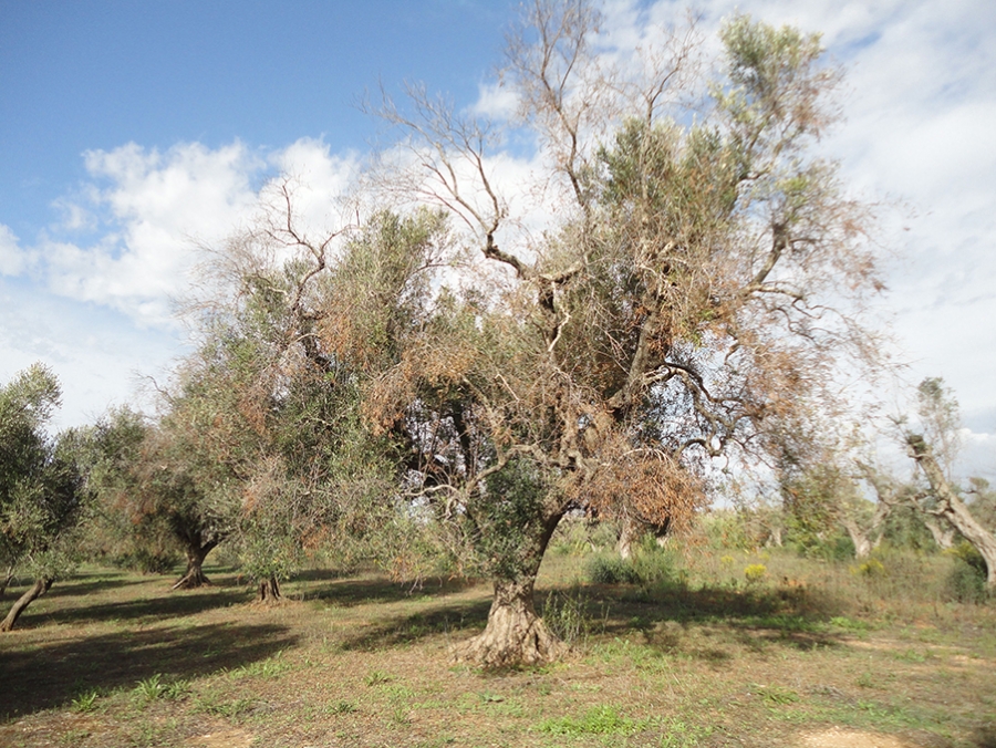 En Espaa, la Xylella fastidiosa ha aparecido en la Comunidad Valenciana, Baleares, Andaluca y Madrid