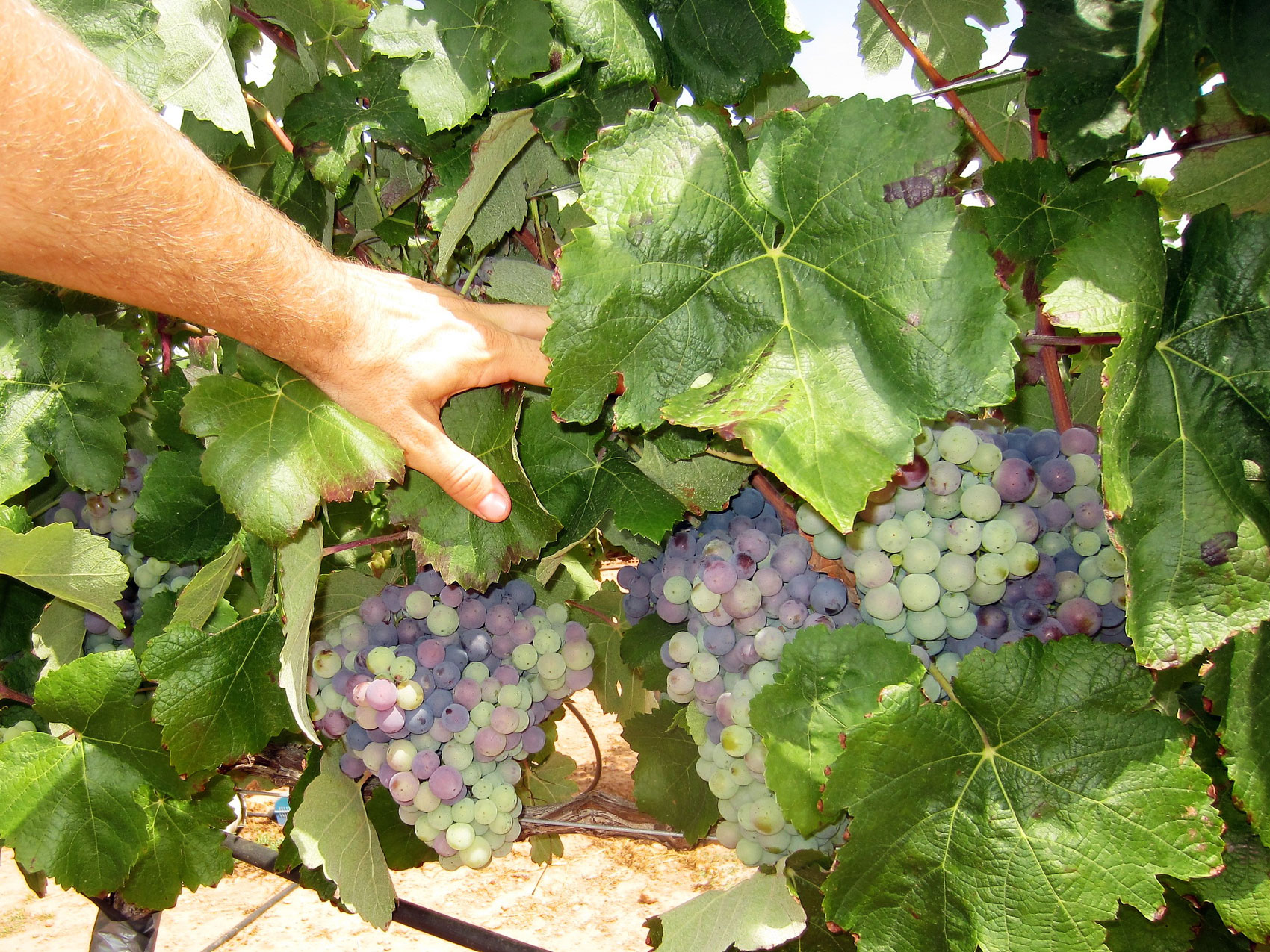 Variedad Bobal analizada