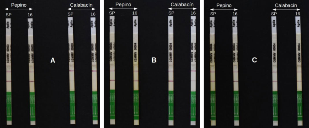 Figura 2: Resultados a los 7 (A), 14 (B) y 21 (C) das post inoculacin (dpi)...