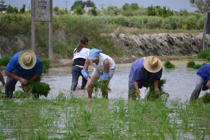 Imagen de la 'Festa de la Plantada' celebrada recientemente