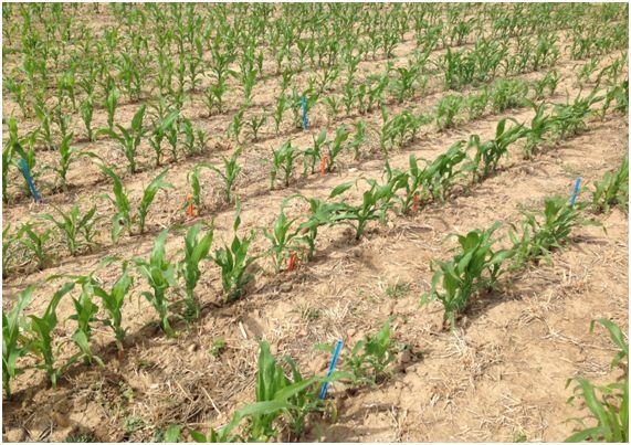 Lneas de maz y restos vegetales en superficie de los cultivos cubierta sembrados en el periodo otoo-invierno...