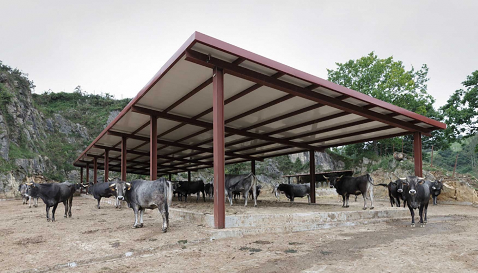Vacas tudancas. Foto de archivo de la Oficina de Comunicacin del Gobierno de Cantabria