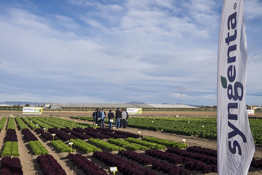 Syngenta cuenta con un avanzado campo de ensayo de hortaliza de hoja en Torre-Pacheco (Murcia)