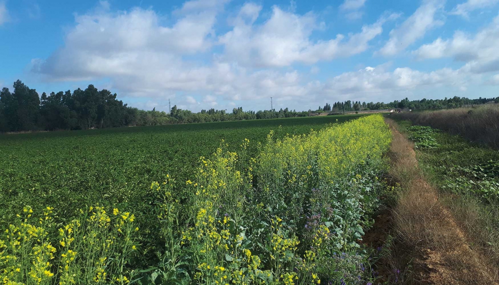 En 2017, Apis iniciaba un proyecto pinero de extensin de biodiversidad en zonas de cultivo intensivo de tomate en Extremadura...