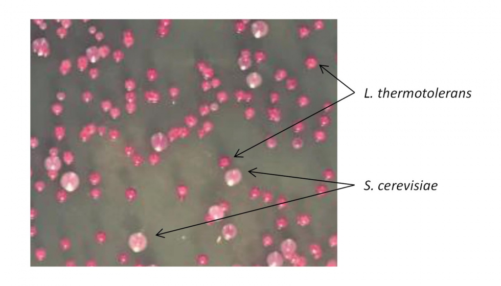 Figura 3. Siembra en placa en medio CHROMagar de un mosto conteniendo L. thermotolerans y S. cerevisiae