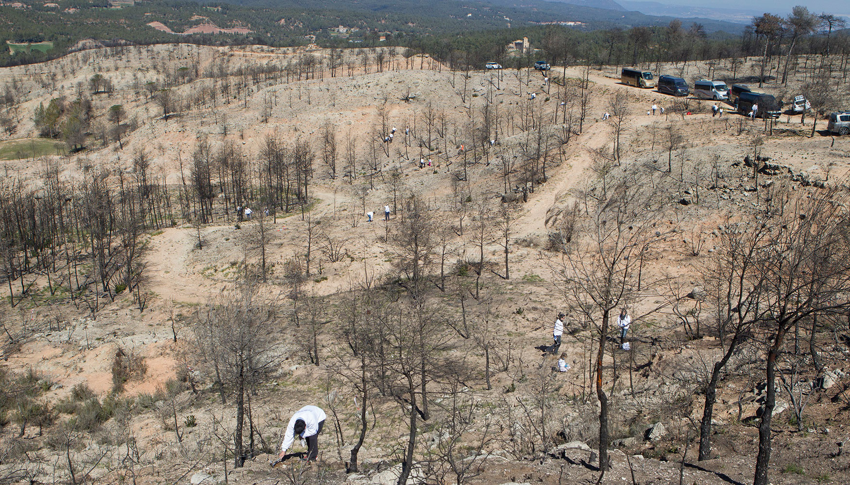 Hasta la fecha, Eurofred ha reforestado ms de 55 hectreas de zonas quemadas en Espaa